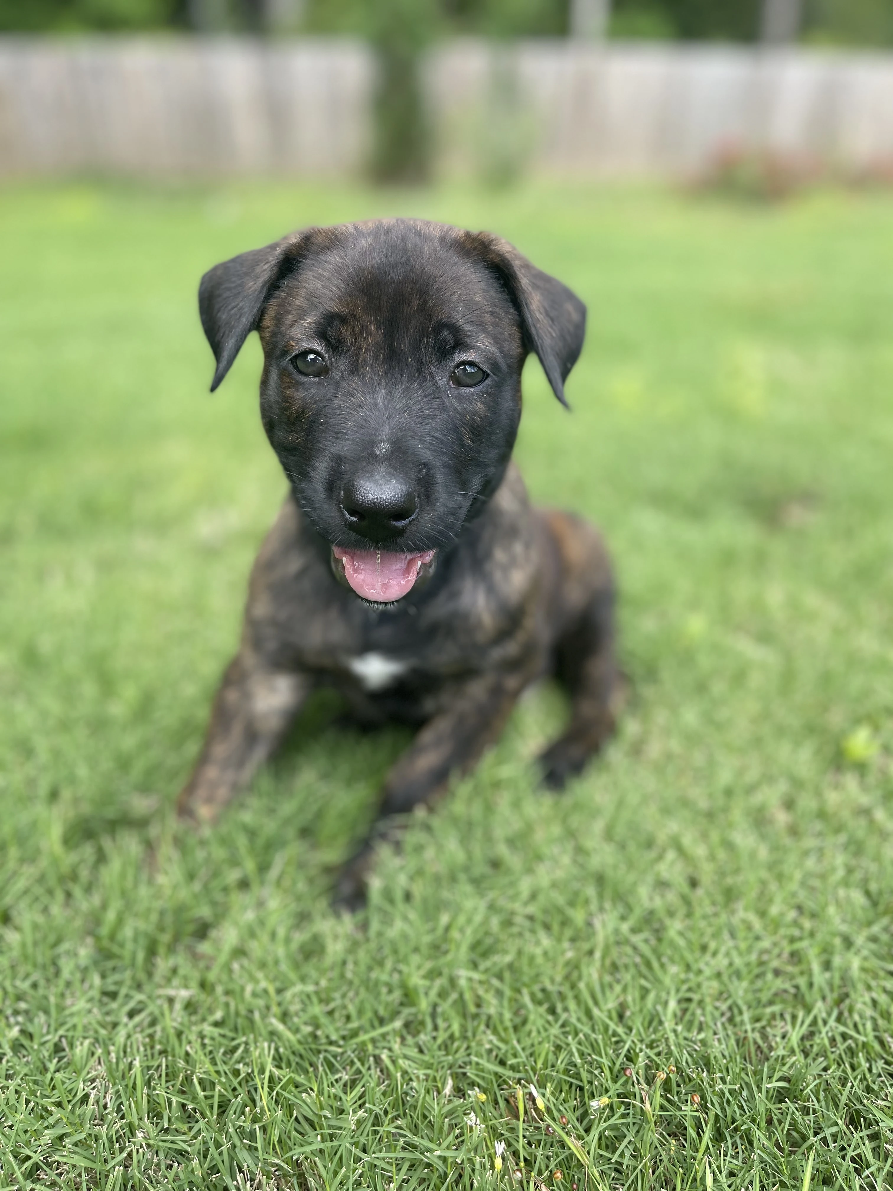 Zuko from the Ranger x Mila litter during puppy evaluation and development.