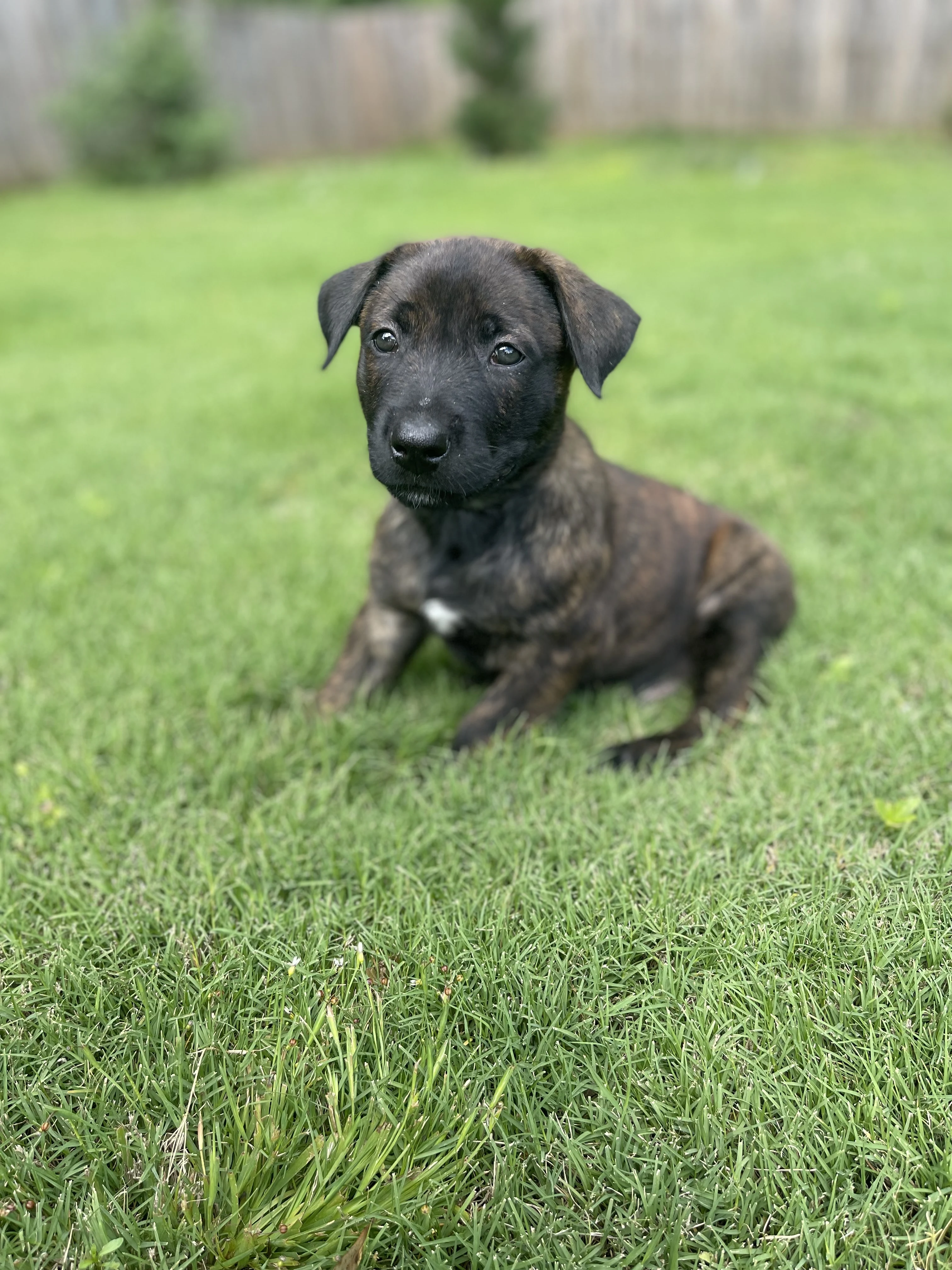 Zuko from the Ranger x Mila litter during puppy evaluation and development.