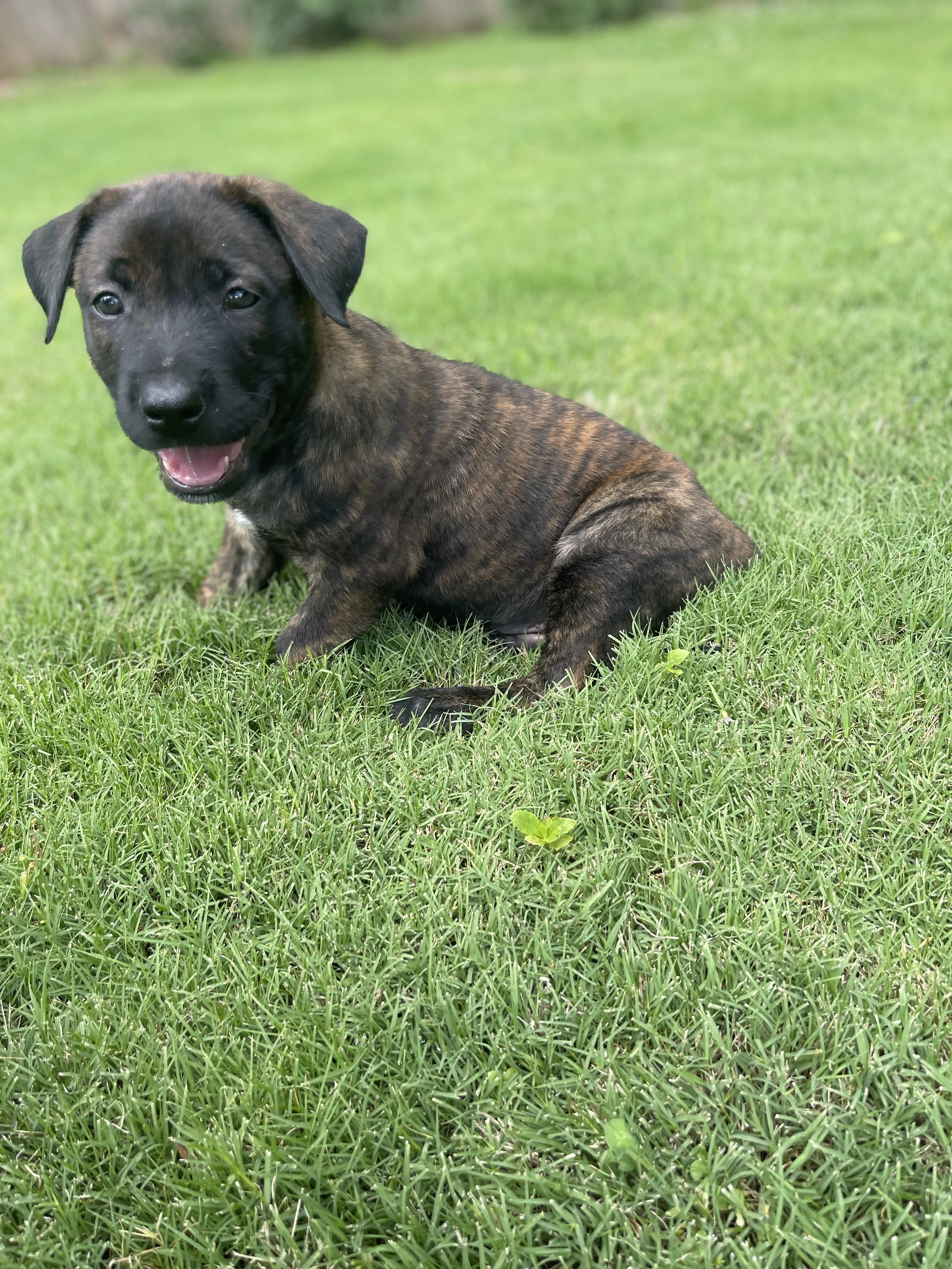Zuko from the Ranger x Mila litter during puppy evaluation and development.