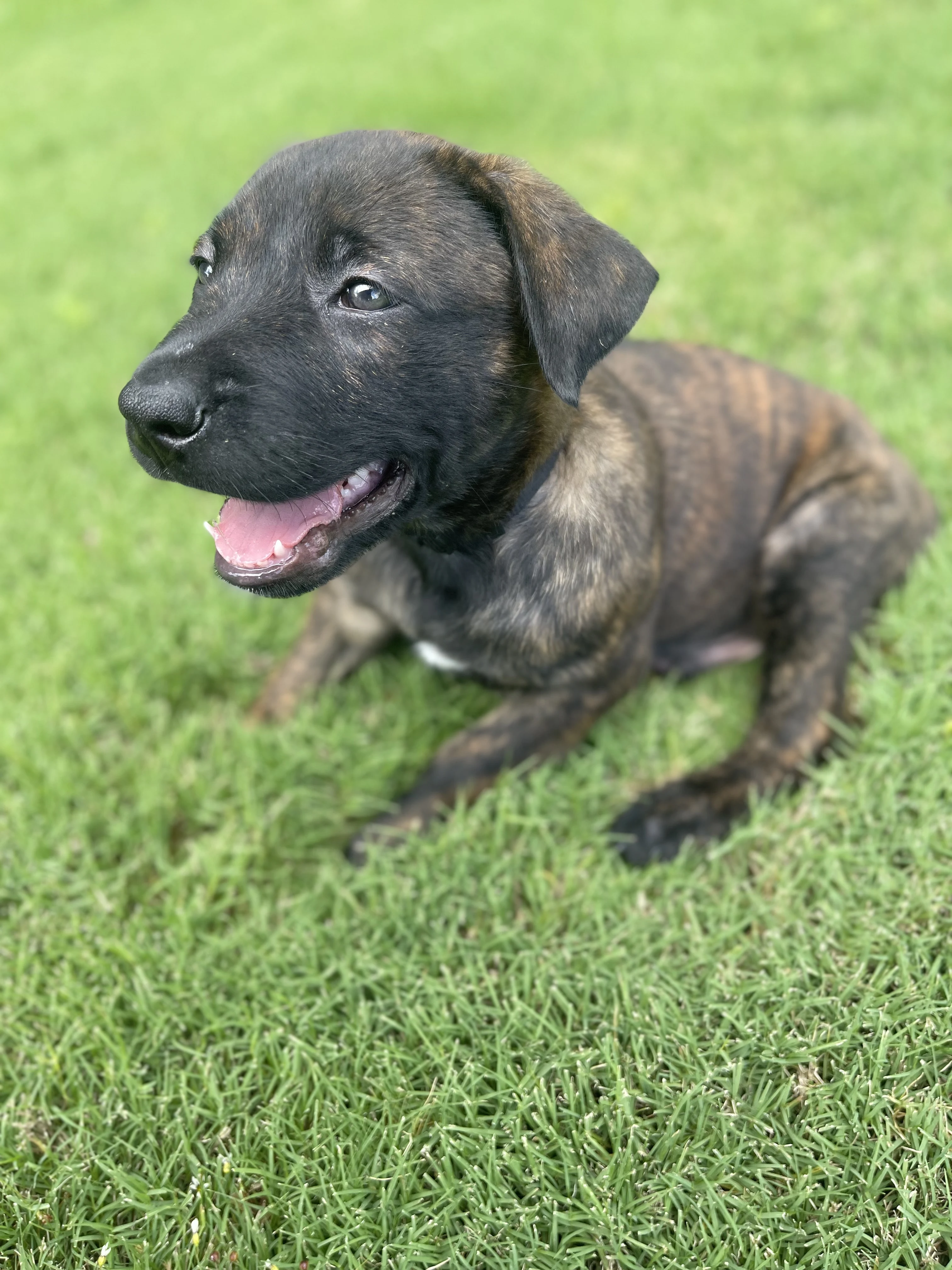 Zuko from the Ranger x Mila litter during puppy evaluation and development.