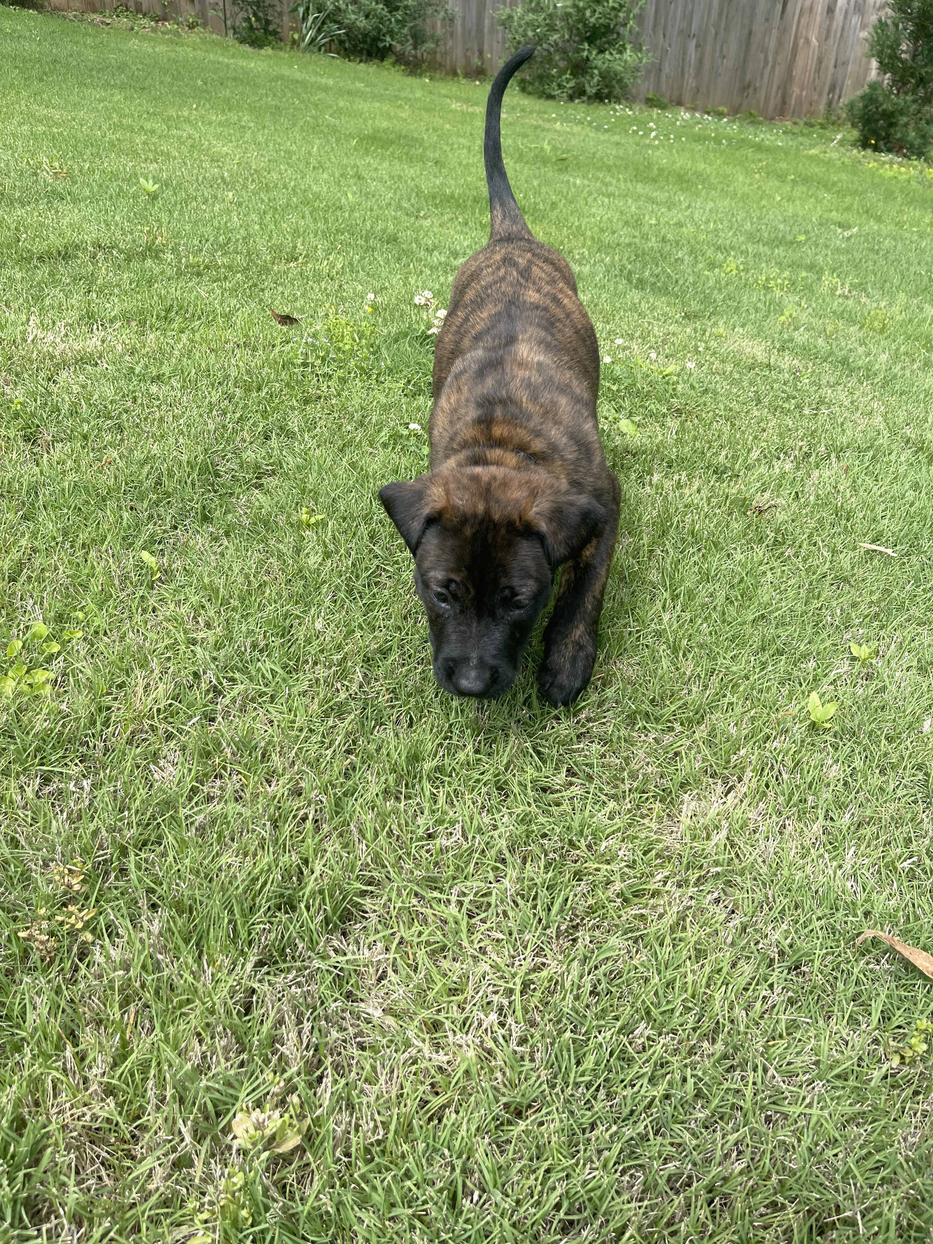 Zuko from the Ranger x Mila litter during puppy evaluation and development.