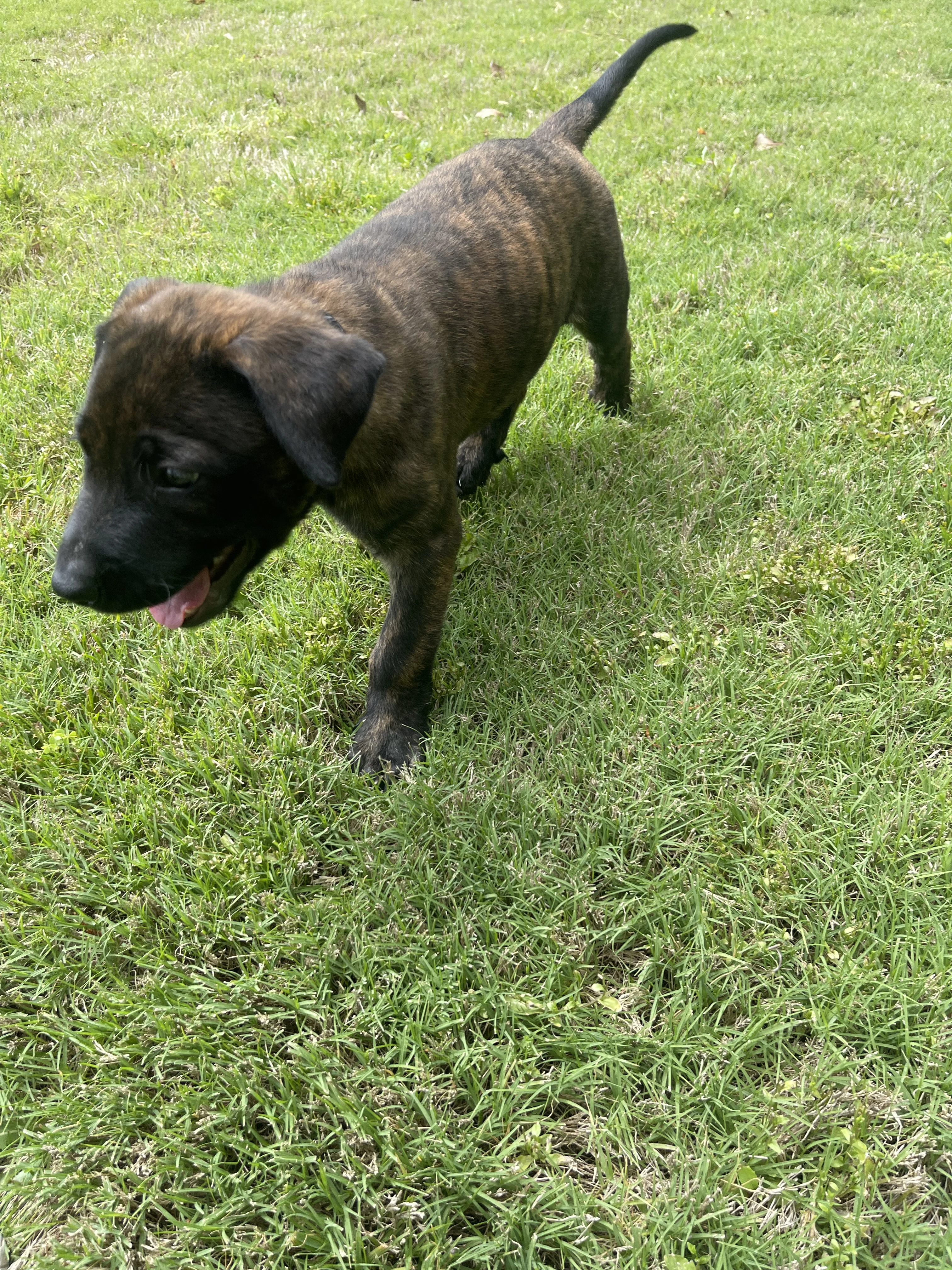 Zuko from the Ranger x Mila litter during puppy evaluation and development.