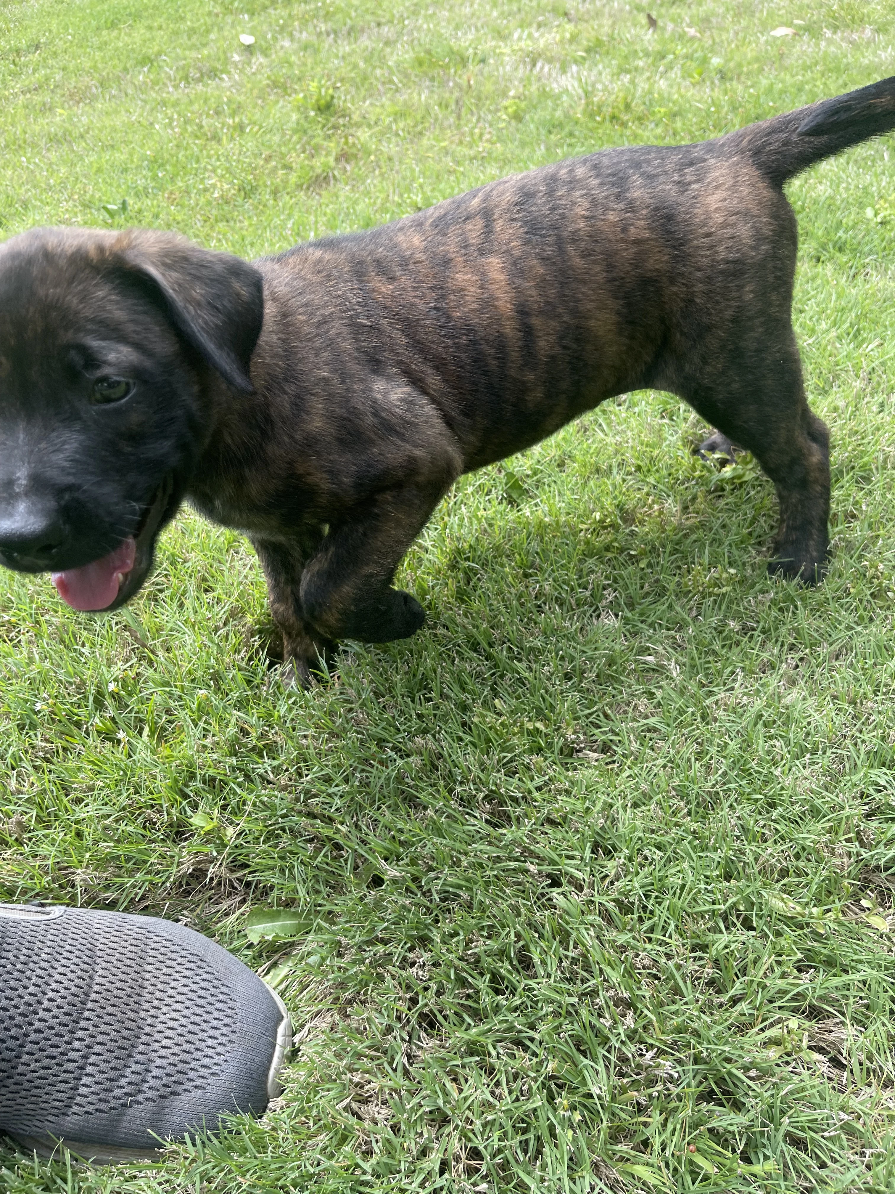Zuko from the Ranger x Mila litter during puppy evaluation and development.