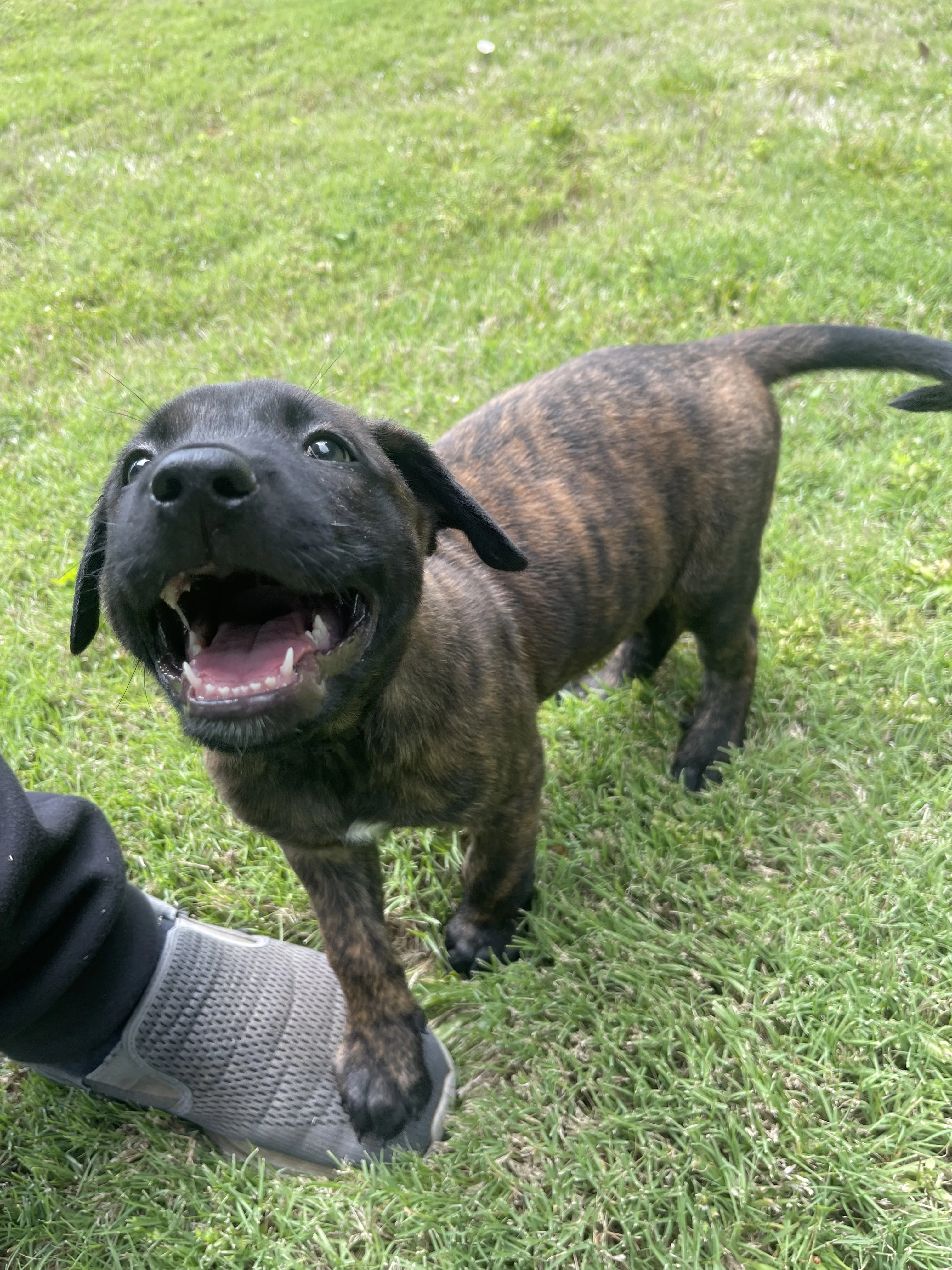 Zuko from the Ranger x Mila litter during puppy evaluation and development.