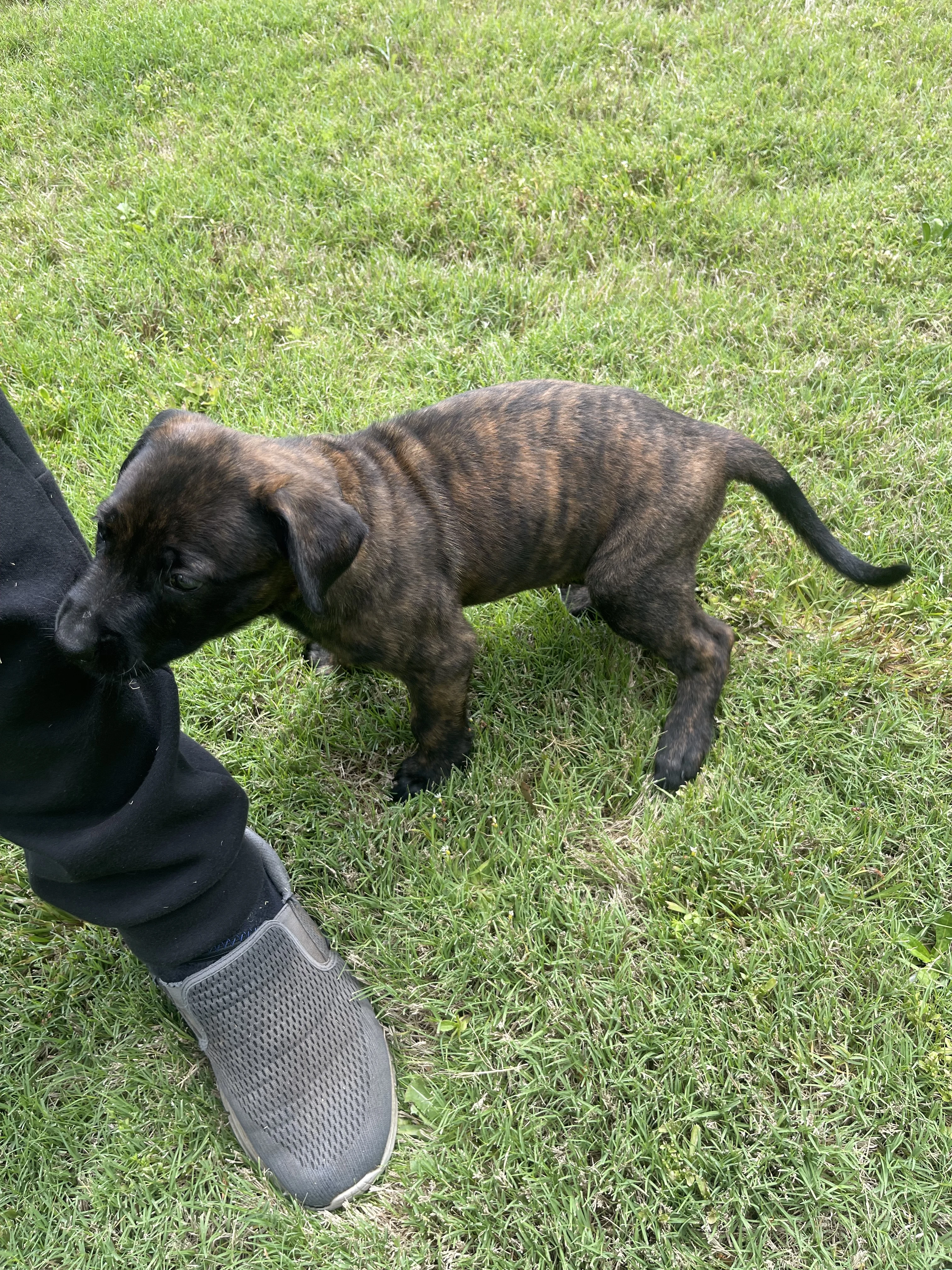 Zuko from the Ranger x Mila litter during puppy evaluation and development.