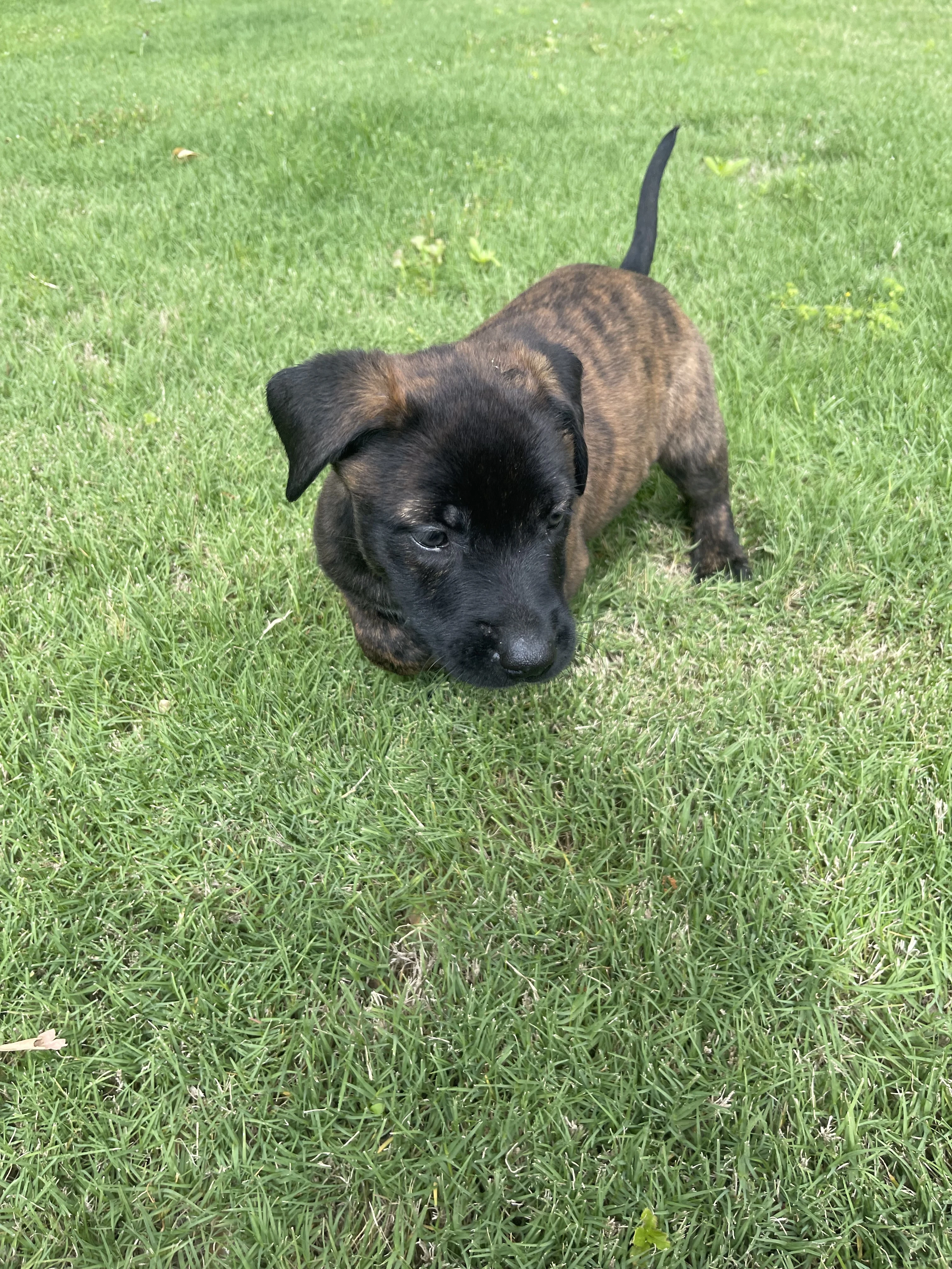 Zuko from the Ranger x Mila litter during puppy evaluation and development.
