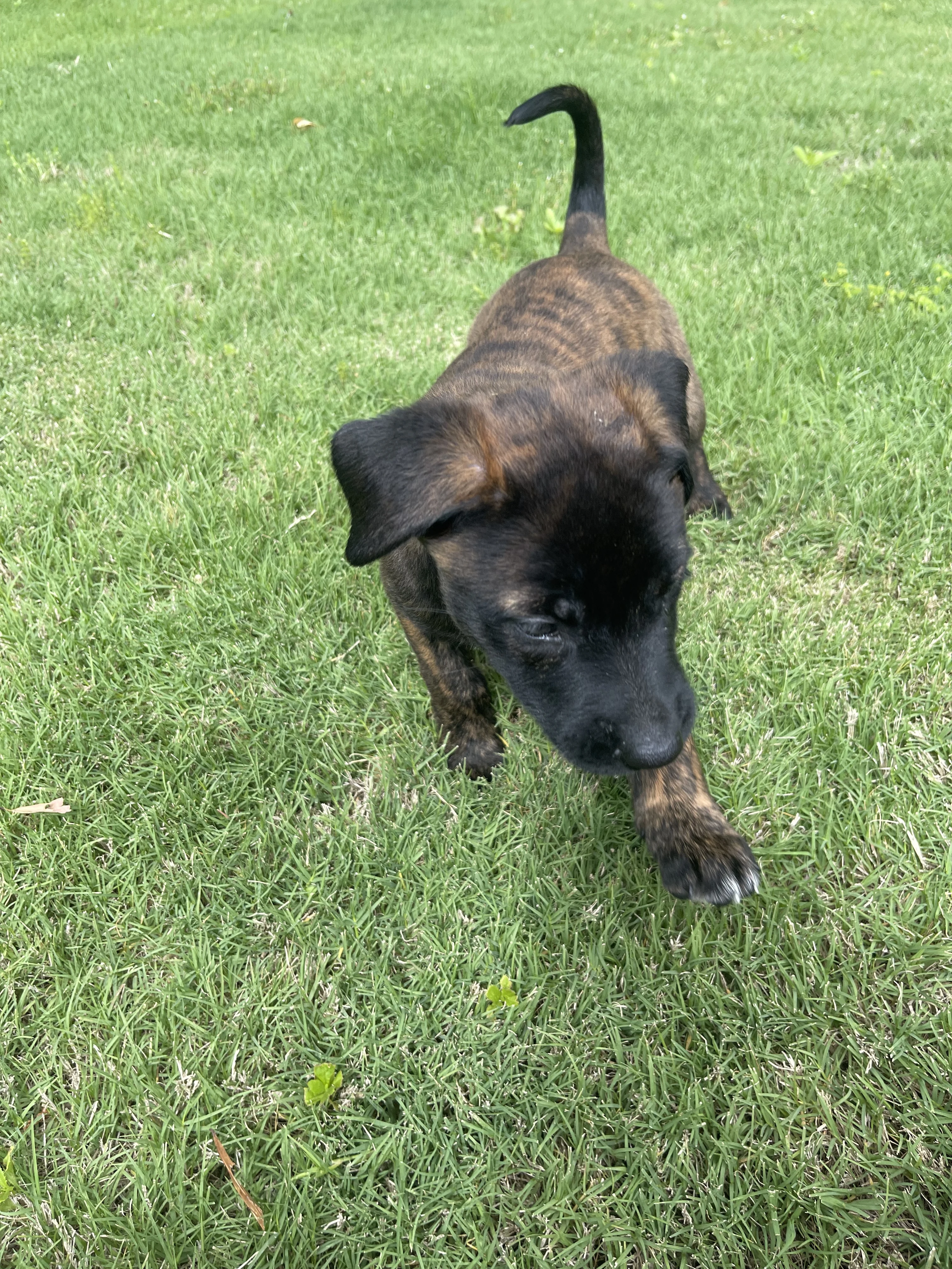 Zuko from the Ranger x Mila litter during puppy evaluation and development.