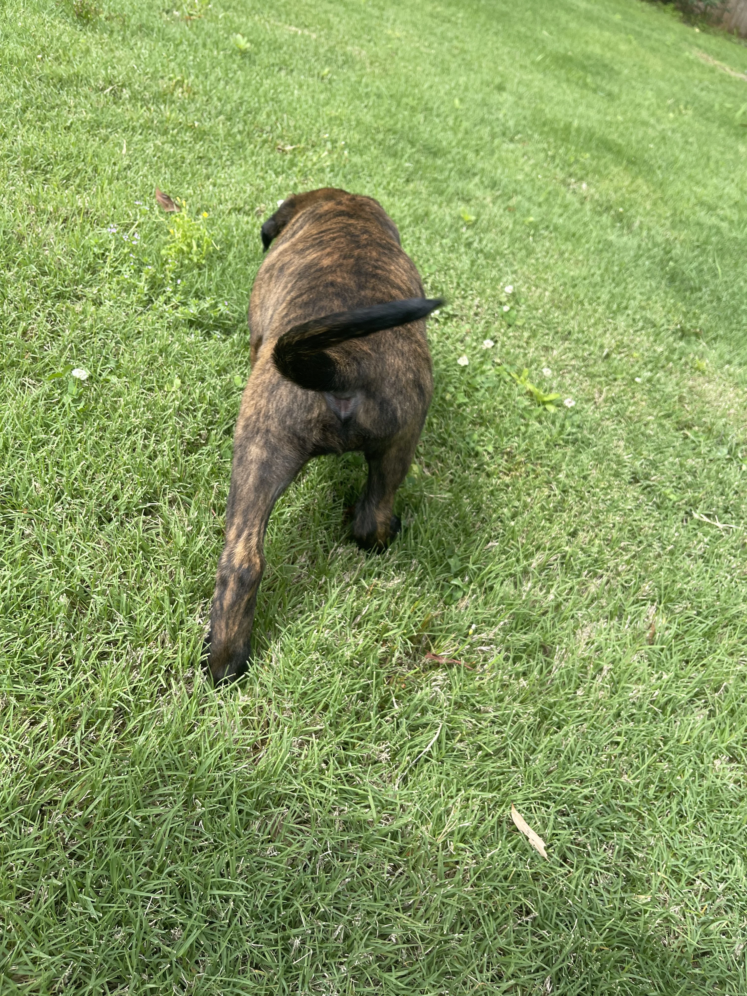 Zuko from the Ranger x Mila litter during puppy evaluation and development.