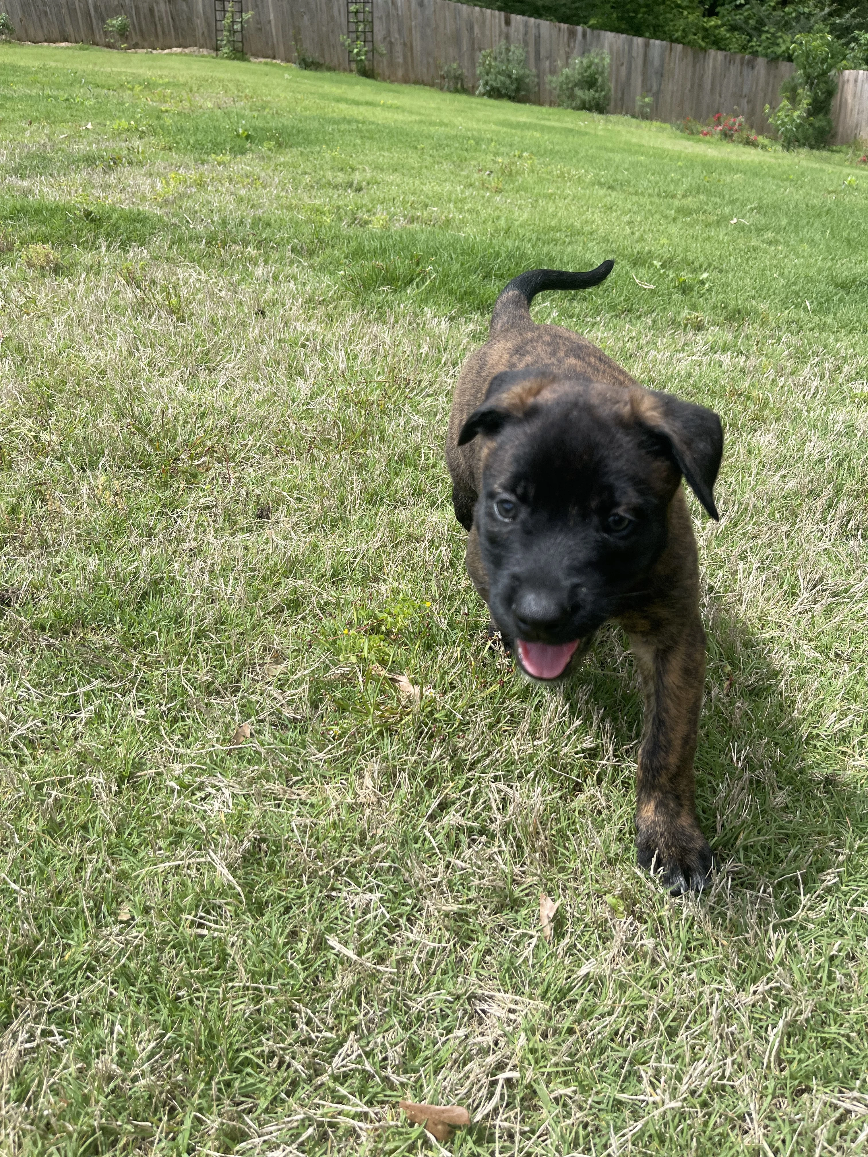 Zuko from the Ranger x Mila litter during puppy evaluation and development.